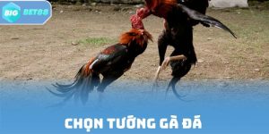 Chọn Tướng Gà Đá