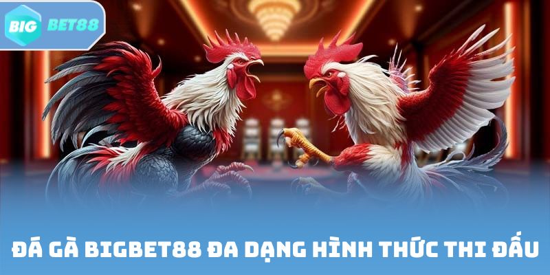 Đá gà Bigbet88 đa dạng hình thức thi đấu