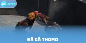 Đá Gà Thomo