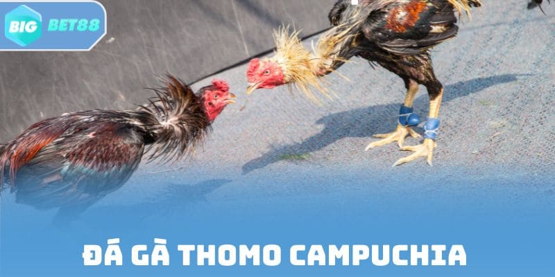 Đá gà Thomo Campuchia - Trường đấu chuẩn quốc tế