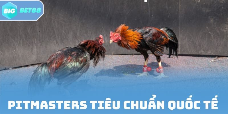 Đá gà trực tiếp trường gà Pitmasters tiêu chuẩn quốc tế 