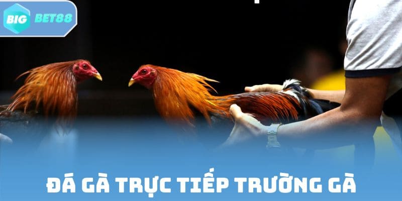 Đá Gà Trực Tiếp Trường Gà