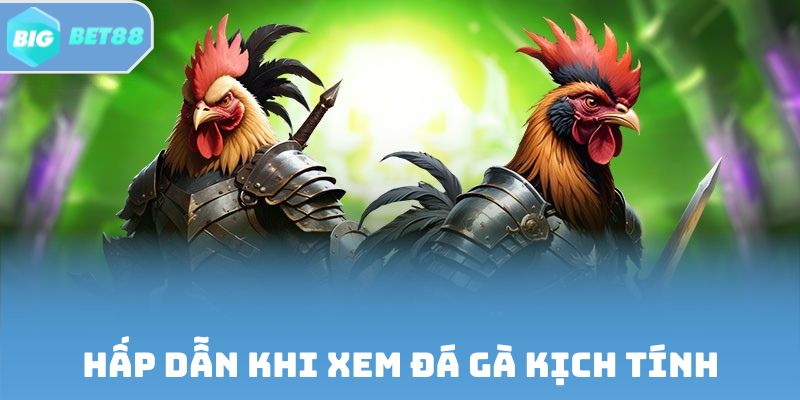 Hấp dẫn khi xem đá gà kịch tính