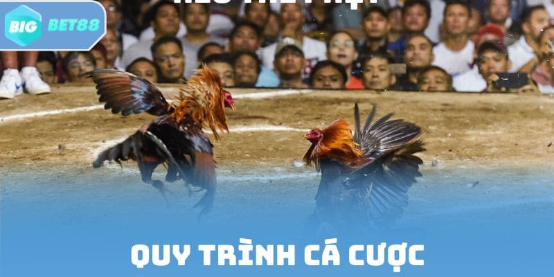 Quy trình chọn sảnh - xem kèo - xác nhận cược