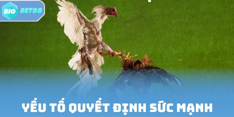 Đầu cổ, ngực và cân nặng quyết định sức mạnh chiến kê