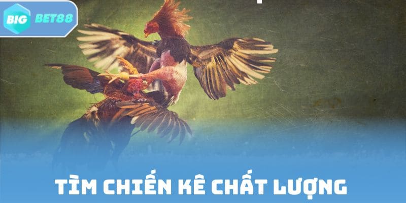 Tìm chiến kê chất lượng qua chọn tướng gà đá